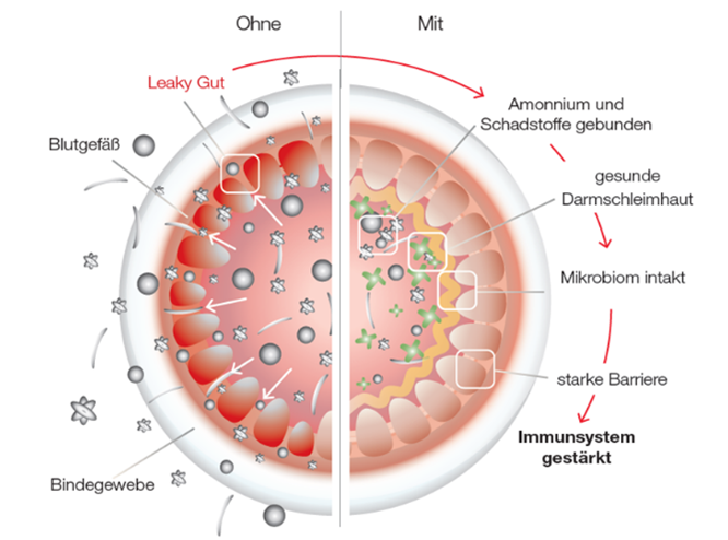 Gesunder Darm