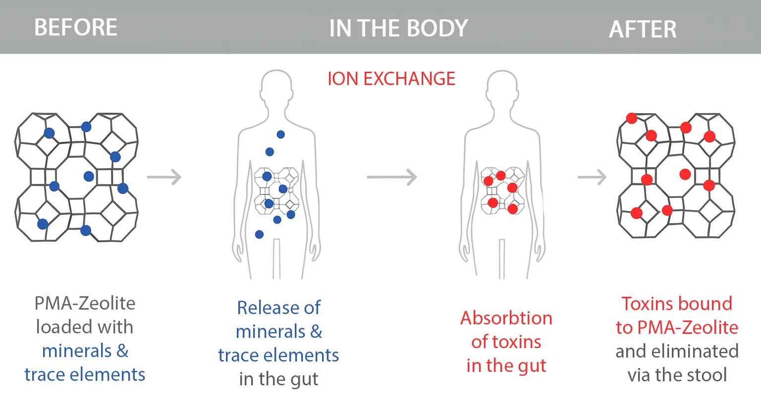 Infographic showing how PMA-zeolite works in the gut: ion exchange, release of minerals, binding of toxins, and excretion through the stool.