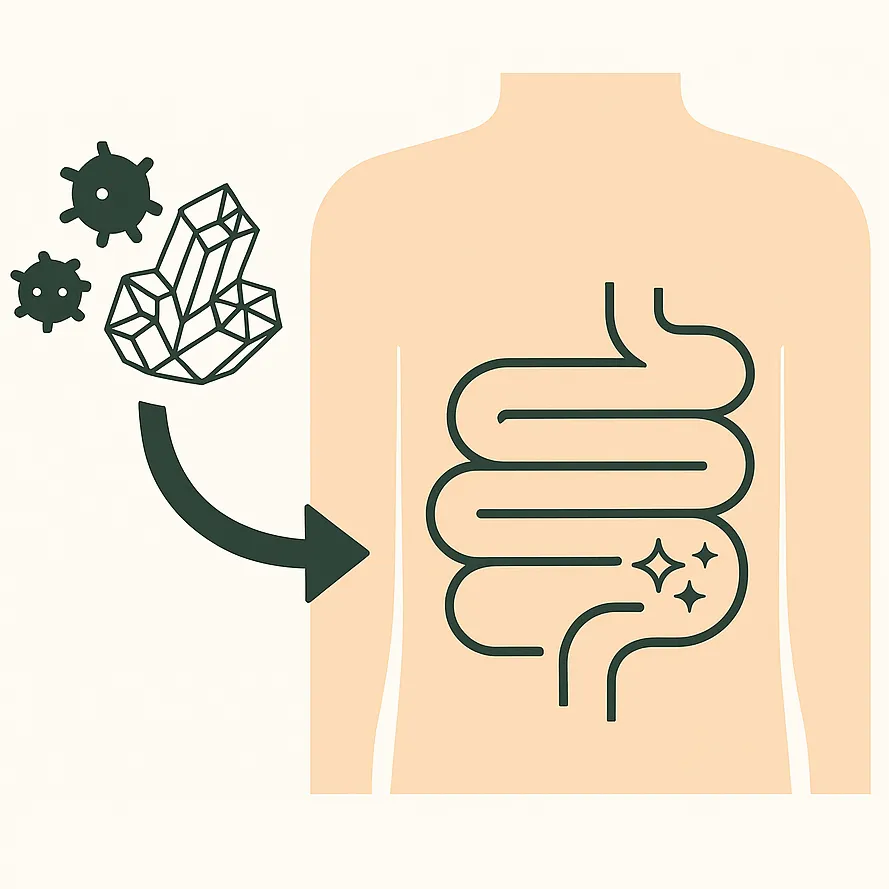 Illustration: How zeolite binds toxins in the gut and supports health Illustration of a human torso with intestines, zeolite crystals, and toxins, visualizing the detoxifying effect in the body.