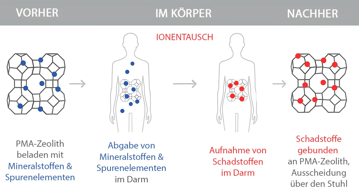 Infografik zur Wirkung von PMA-Zeolith im Darm: Ionenaustausch, Abgabe von Mineralstoffen und Bindung von Schadstoffen mit anschließender Ausscheidung.