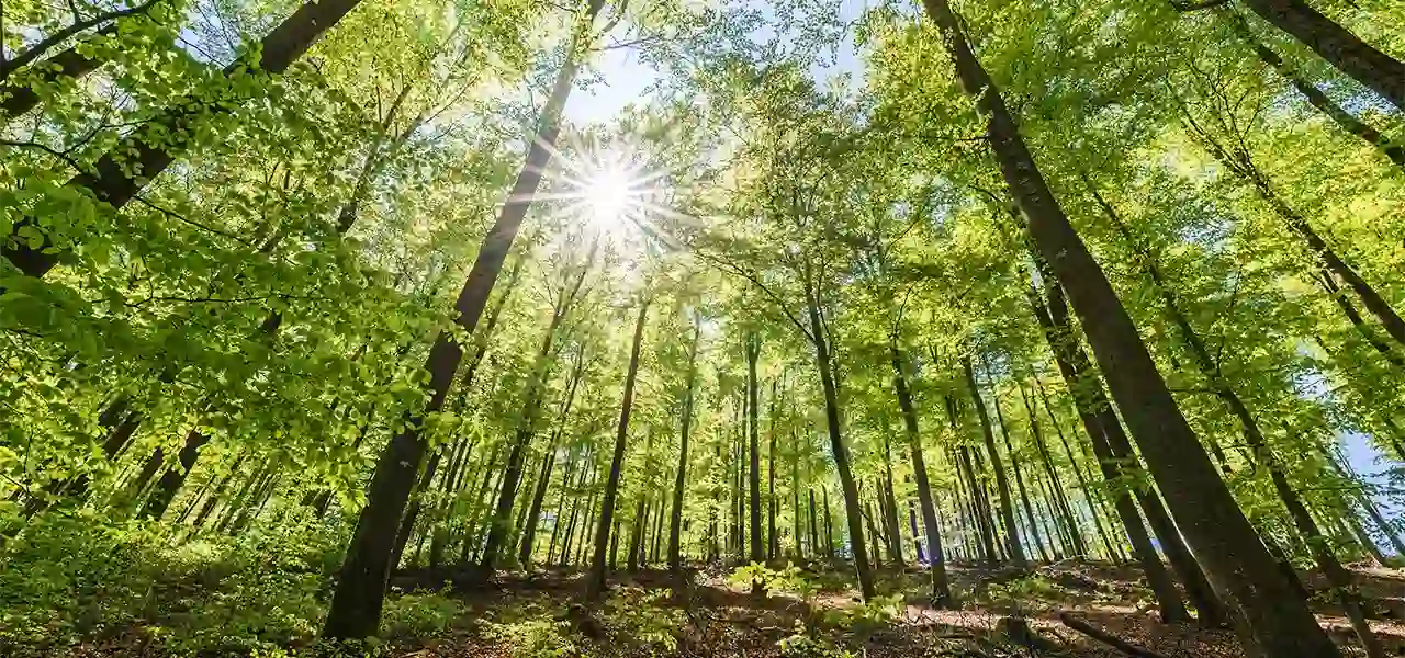 Das PANACEO-Team ging im „Wald(-)baden“: Entspannung und Natur pur Das PANACEO Team ging im Wald(-)baden