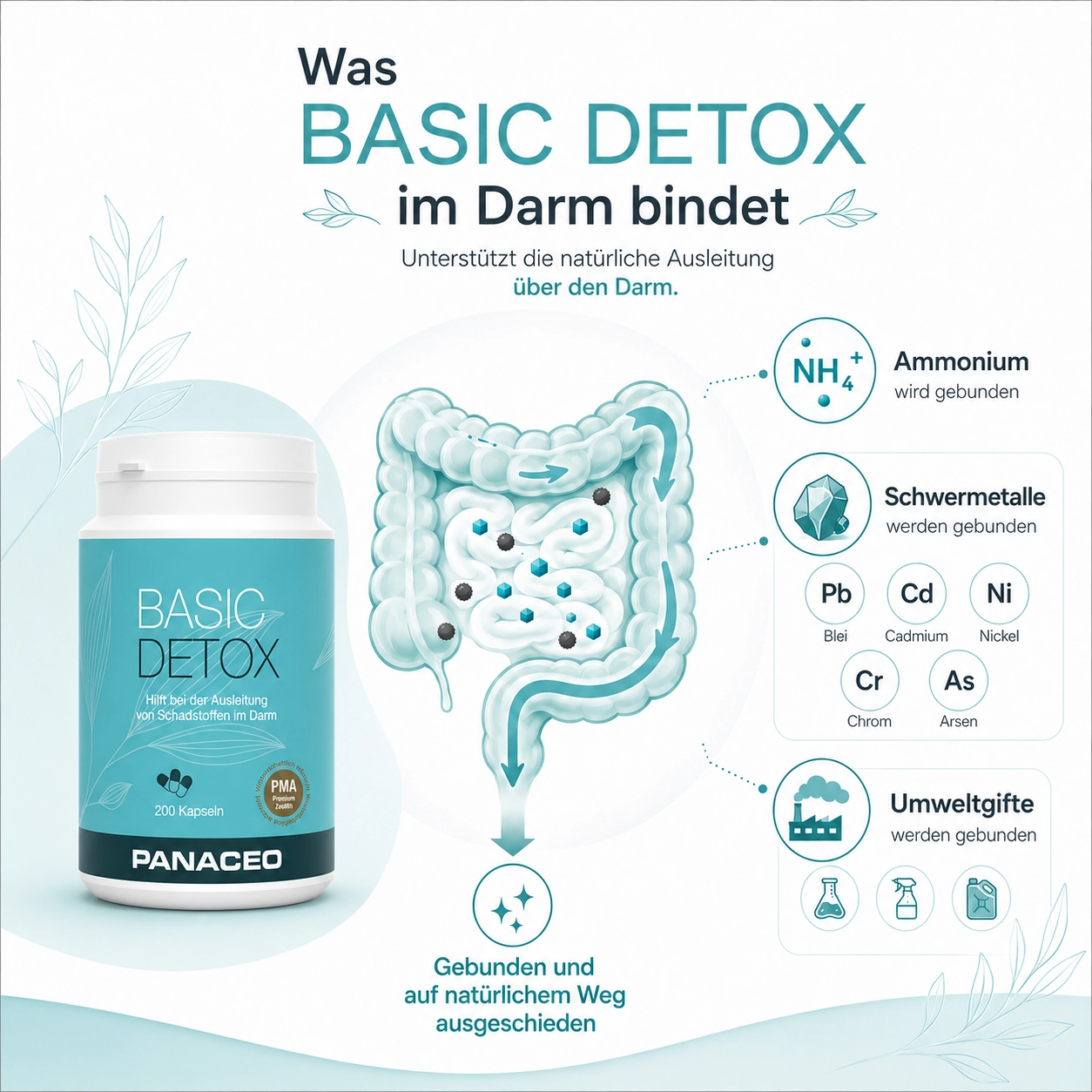 Infografik zu PANACEO BASIC DETOX Kapseln 200 Stk. mit PMA-Zeolith: zeigt Bindung von Ammonium, Schwermetallen und Umweltgiften im Darm zur natürlichen Ausleitung.