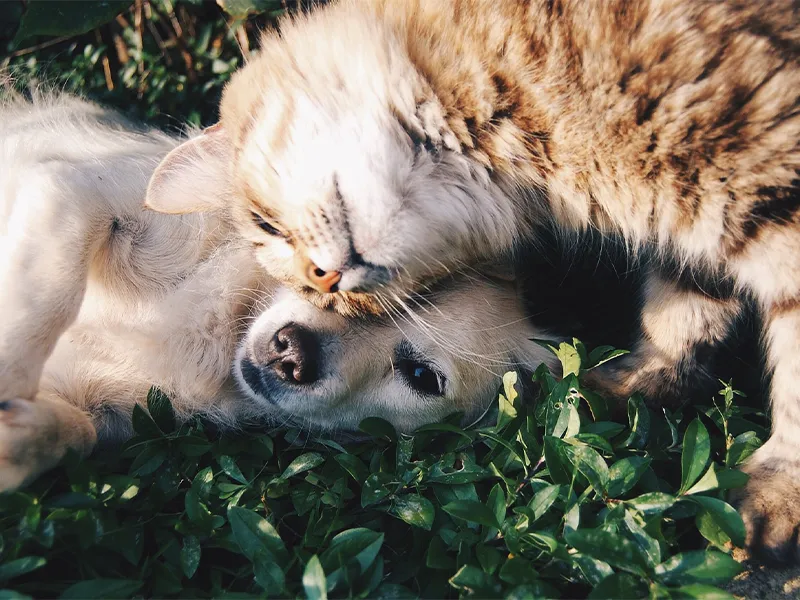 Warum Kalzium, Magnesium und Kürbispulver für Tiere?