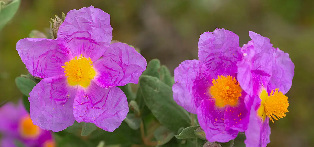 Cistus - Eine Wunderpflanze für das Immunsystem